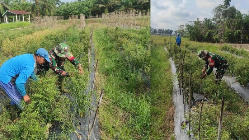 Babinsa Koramil 01/AK Dampingi Petani Alih Fungsikan Lahan Tidur di Desa Sonomartani