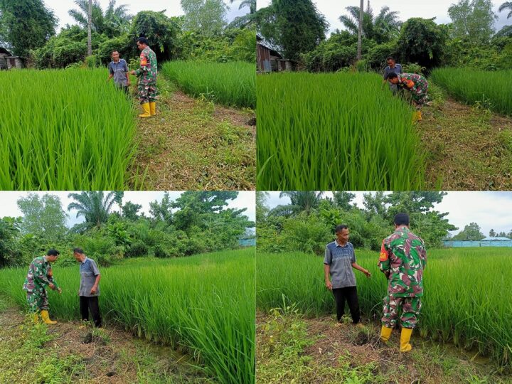 Babinsa Koramil 04/L Bilik Mendampingi Petani Merawat Padi Jenis Ir Gapoktan Maduma