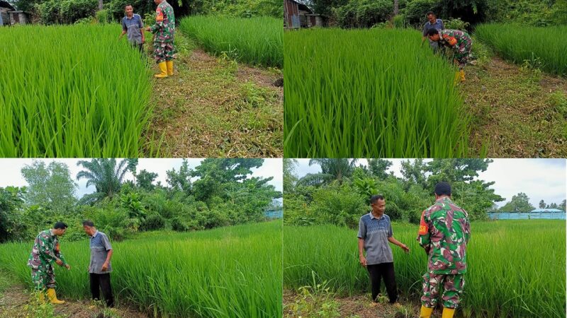 Babinsa Koramil 04/L Bilik Mendampingi Petani Merawat Padi Jenis Ir Gapoktan Maduma