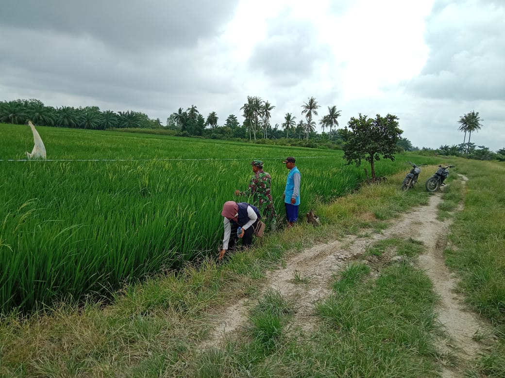 Personil Koramil 04/LB Dampingi Petani Dalam Meningkatkan Produksi Padi terkait Ketahanan Pangan