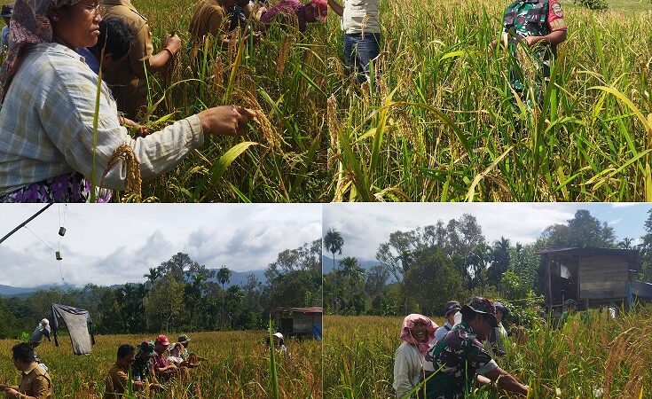 Panen Perdana Padi Gogo, Babinsa Koramil 04/Tigalingga Dampingi Petani Desa Sumbul Tengah