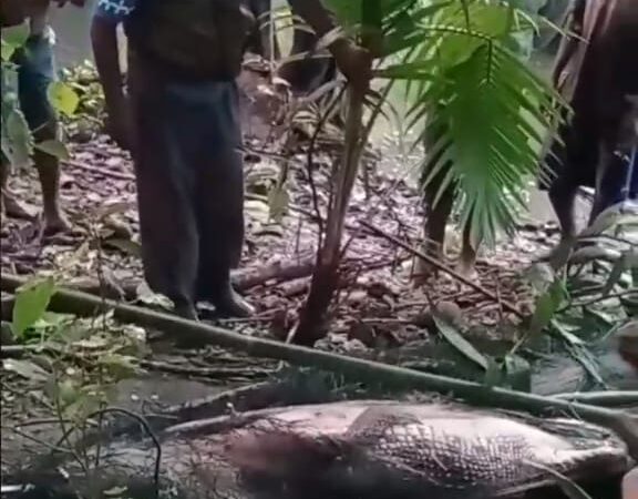 Bocah di Buru Diterkam Buaya Hendak Mandi Di Pantai