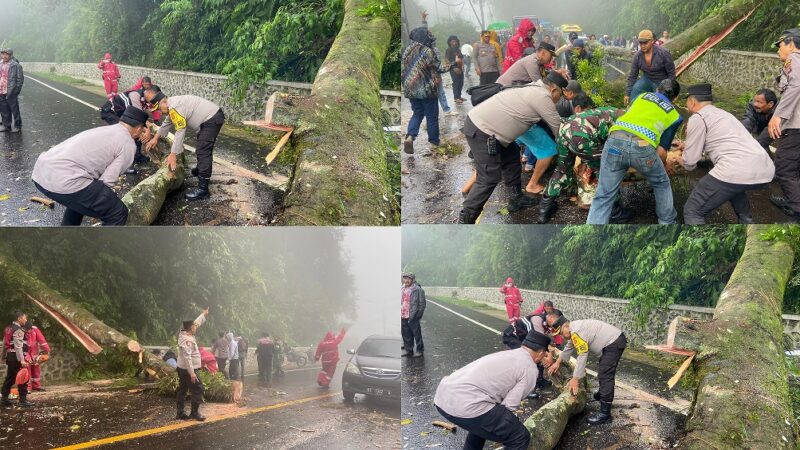 Polres Tanah Karo Gerak Cepat Atasi Pohon Tumbang di Jalan Berastagi-Medan