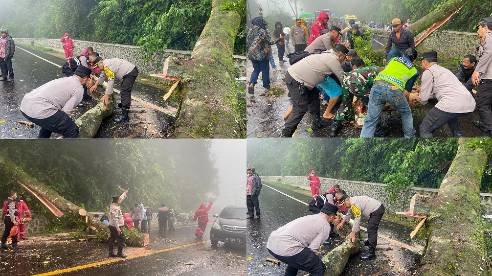 Polres Tanah Karo Gerak Cepat Atasi Pohon Tumbang di Jalan Berastagi-Medan