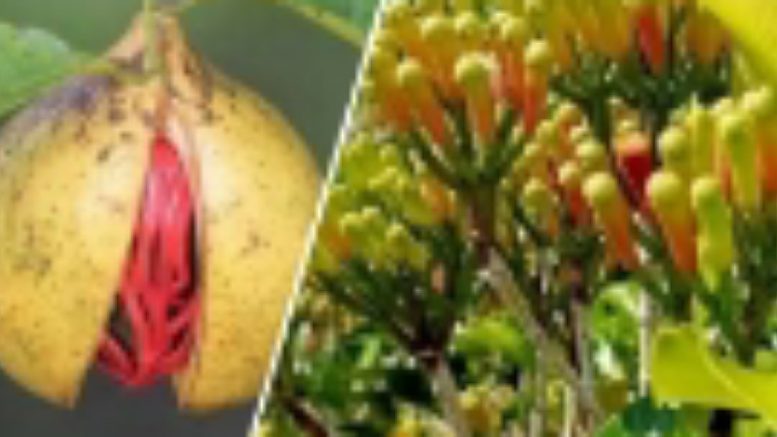 Polisi Usut Kasus Penebangan Pohon Cengkih dan Pala Milik di Seriholo SBB