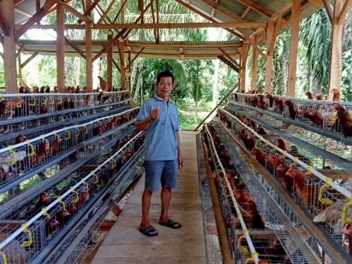 Desa Datar Lebar  satu Memulai Usaha Ayam Petelur