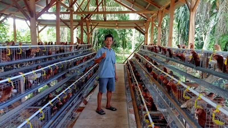 Desa Datar Lebar satu Memulai Usaha Ayam Petelur