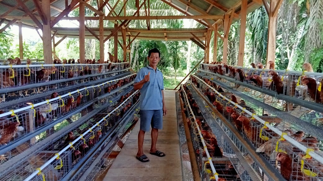 Desa Datar Lebar  satu Memulai Usaha Ayam Petelur