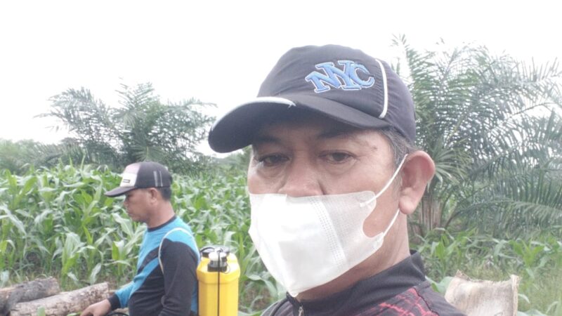 Dukung Ketahanan Pangan Tahun 2025, Desa Air Dingin Laksanakan Usaha Penanaman Jagung