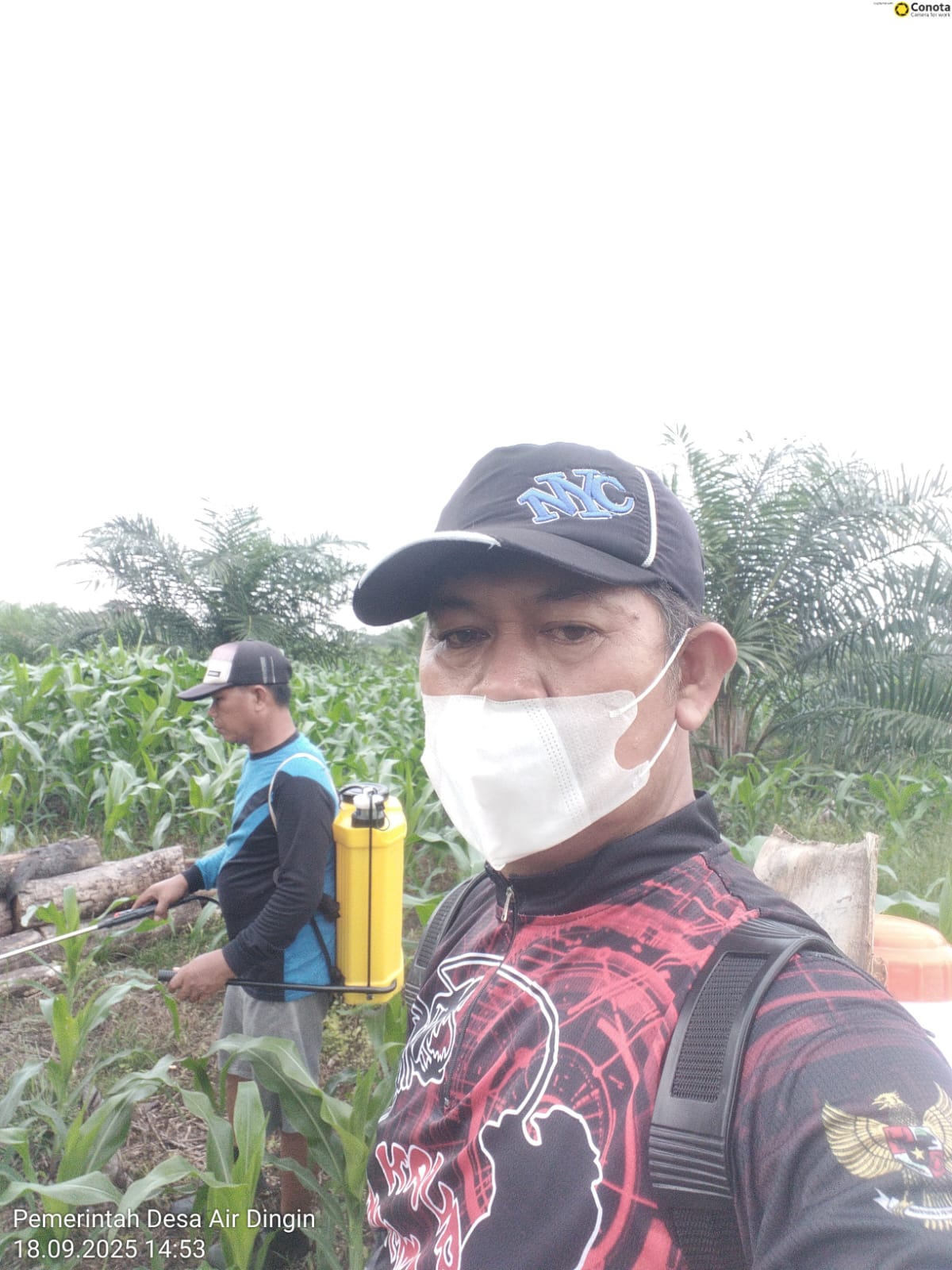 Dukung Ketahanan Pangan Tahun 2025, Desa Air Dingin Laksanakan Usaha Penanaman Jagung