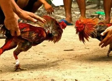 Sabung Ayam di SBB Dua Pelaku Ditahan Polisi Beserta Tuju Kenderaan