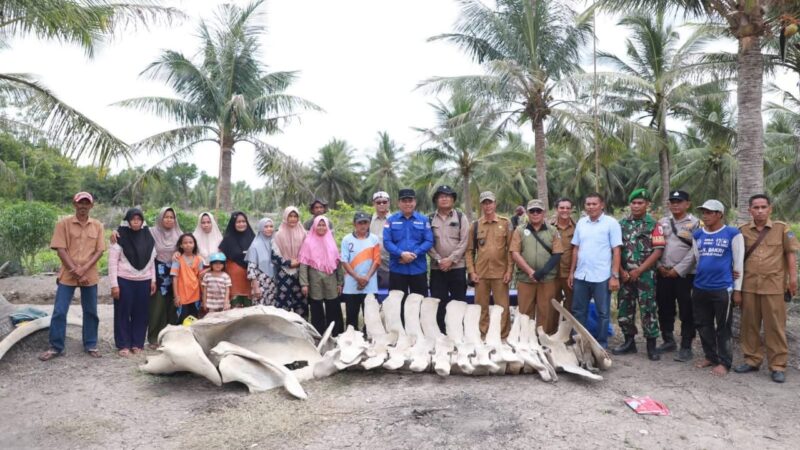 Temuan Kerangka Diduga Paus, Wakil Bupati Katamso: Akan Dijadikan Sarana Edukasi bagi Generasi Muda