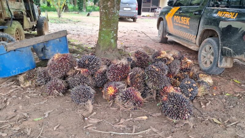 Unit Reskrim Polsek BTS Ulu Bersama Warga Amankan Pelaku Pencurian Sawit