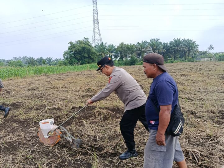 Polsek Timur, Polres Lubuklinggau Sinergi Dengan Sektor Pertanian Mendukung Ketahanan Pangan Nasional