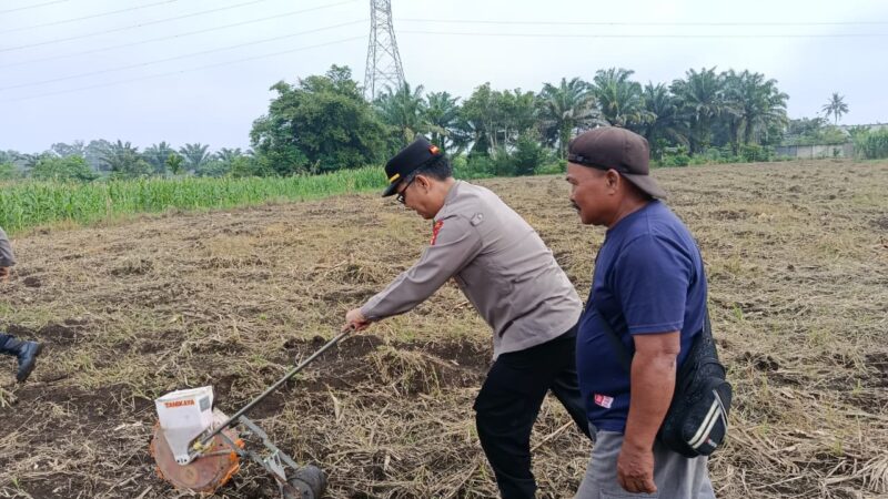 Polsek Timur, Polres Lubuklinggau Sinergi Dengan Sektor Pertanian Mendukung Ketahanan Pangan Nasional