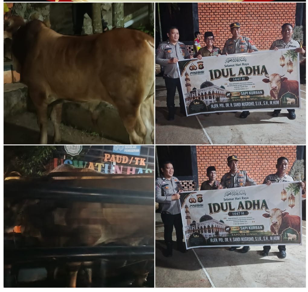 Kapolda Sumsel Irjen Pol. Dr. H. Sandi Nugroho, S.I.K., S.H., M.Hum., Berkurban Berupa Dua Ekor Sapi Berukuran Jumbo di Kota Lubuk Linggau
