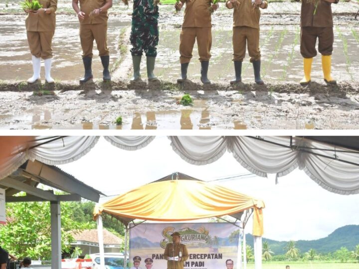 Gerakan Panen Padi, Bupati Tegaskan Kec Ciemas Salah Satu Penopang Swasembada Pangan di Sukabumi