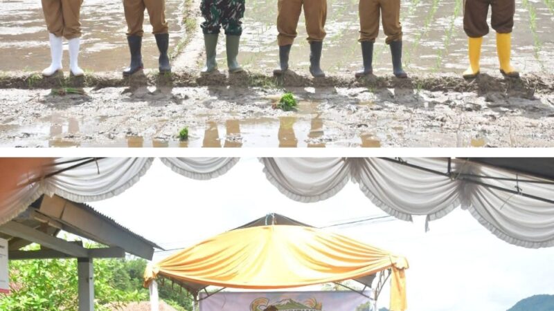 Gerakan Panen Padi, Bupati Tegaskan Kec Ciemas Salah Satu Penopang Swasembada Pangan di Sukabumi