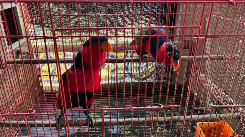 57 Burung Dilindungi Diamankan Polisi 