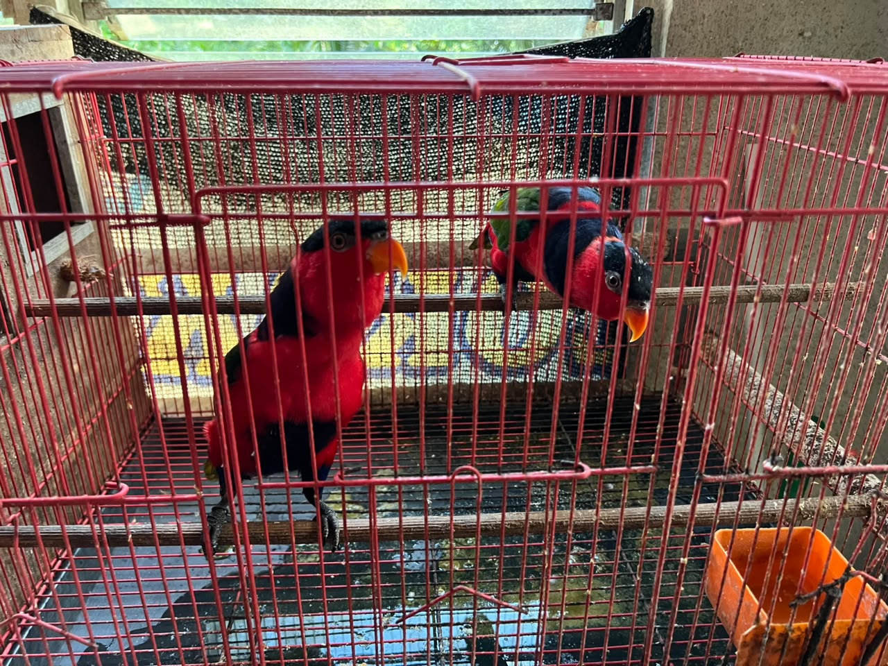 57 Burung Dilindungi Diamankan Polisi 